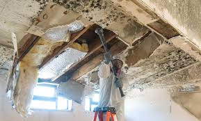 Best Emergency Mold Remediation  in Southern View, IL